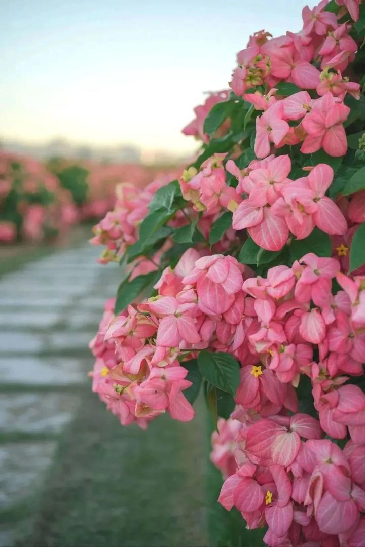 深圳版“莫奈花园”，藏着一个粉色花海（十八）