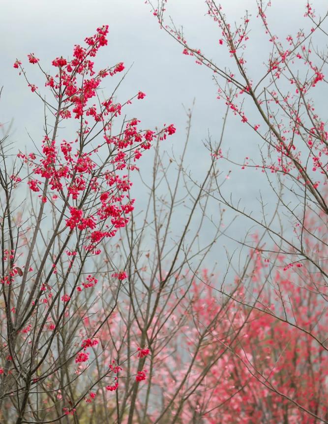 3月末了，剩下两个周末赶紧去小三洲樱花林赏樱花